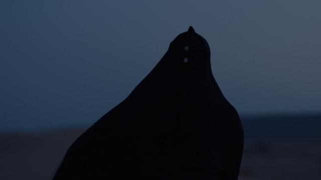 We Are Witnesses